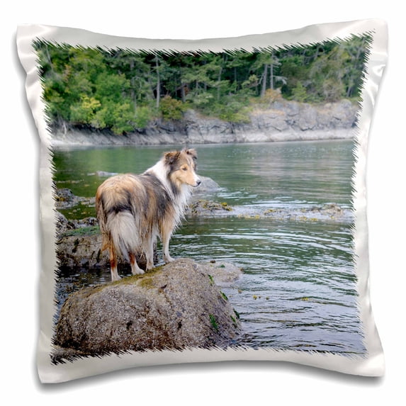 3dRose, British Columbia, Portland Island. Sheltie on rocks at Arbutus Point, 16x16 inch Pillow Case