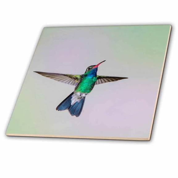3dRose, Broad-billed Hummingbird, male hovering, 4 Inch Ceramic Tile