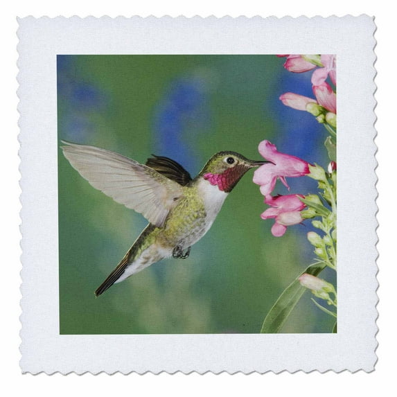 3dRose, Broad-tailed Hummingbird, Rocky Mountain NP, CO - NA02 RNU0456 - Rolf Nussbaumer, 12x12 inch quilt square