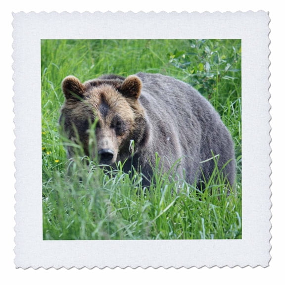3dRose, Brown Bear in Alaska Photo by Rhonda Albom, 14x14 inch quilt square