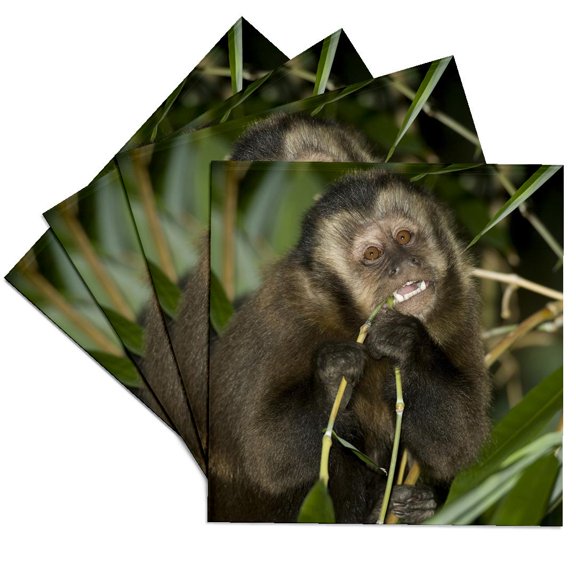 3dRose, Brown Capuchin Monkey, Pantanal, Brazil - SA04 JMC0019 - Joe and Mary Ann McDonald, Set of 4 Ceramic Tile Coasters
