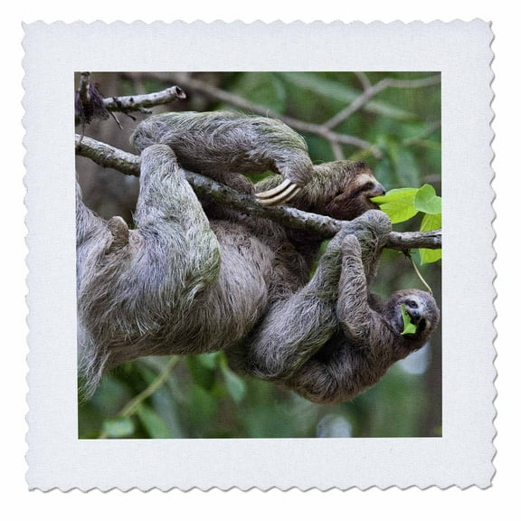 3dRose, Brown-Throated Sloth wildlife, Corcovado Costa Rica - SA22 JGS0013 - Jim Goldstein, 12x12 inch quilt square