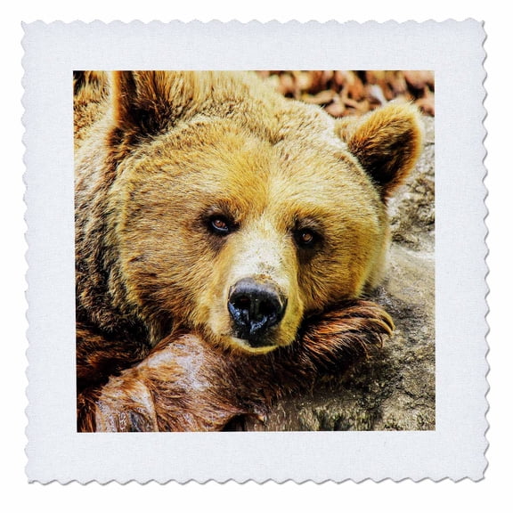 3dRose, Brown bear., 8x8 inch quilt square
