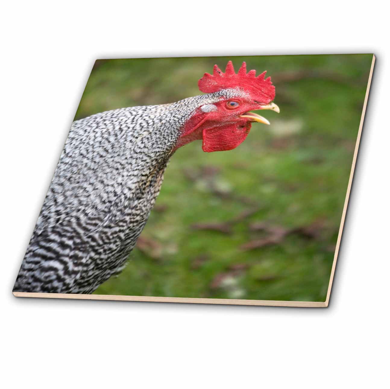 3dRose, Buff Orpington rooster, farm animal crowing - US48 DBN0047 - David Barnes, 4 Inch Ceramic Tile