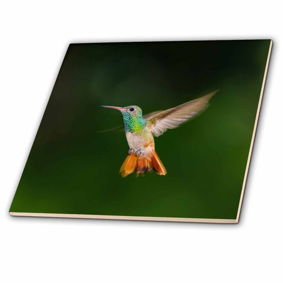 3dRose, Buff-bellied Hummingbird  in flight, 8 Inch Ceramic Tile