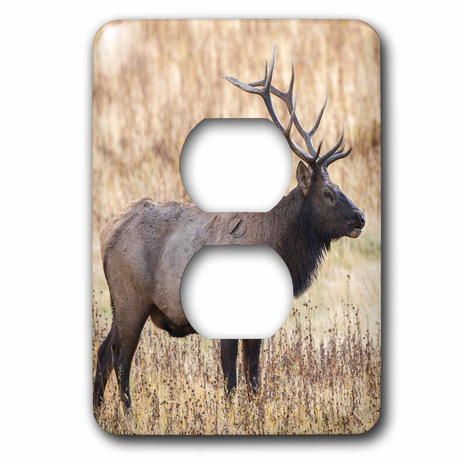 3dRose, Bull elk, Yellowstone National Park, Wyoming, 2 plug outlet cover