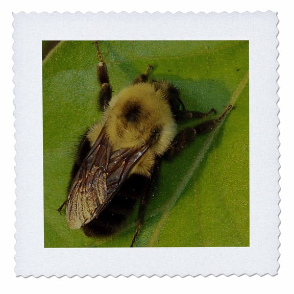 3dRose, Bumble Bee, 10x10 inch quilt square