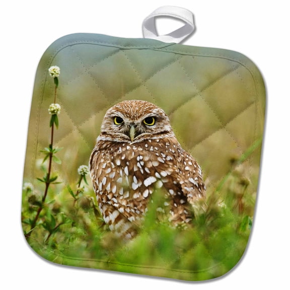 3dRose, Burrowing Owl, Cape Coral, Florida - US10 AJE0205 - Adam Jones, 8x8 Potholder
