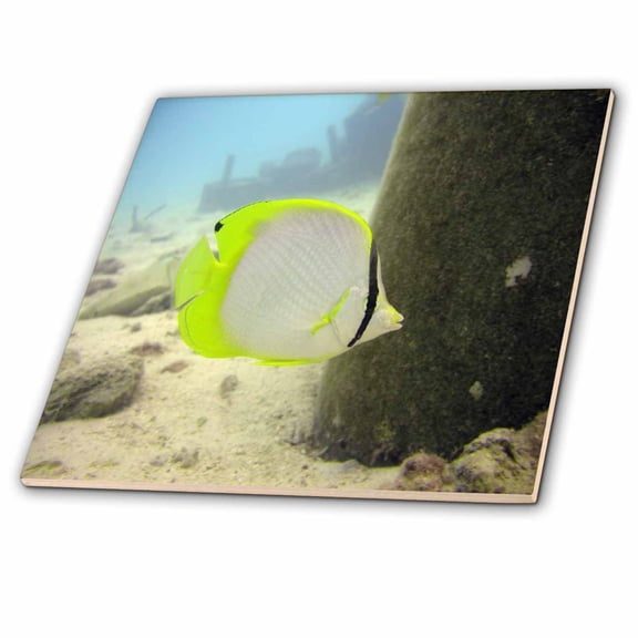 3dRose, Butterfly Fish, 12 Inch Ceramic Tile