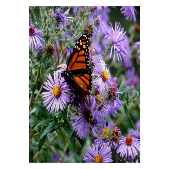 3dRose, Butterfly Flowers Monarch Orange Purple, 22x30 Bath Hand Pool Towel