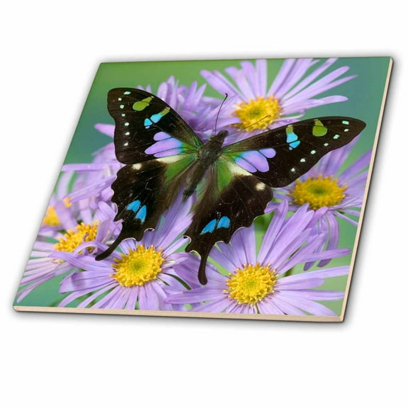 3dRose, Butterfly on Flowers, Purple Spotted Swallowtail - US48 DGU0519 - Darrell Gulin, 8 Inch Ceramic Tile