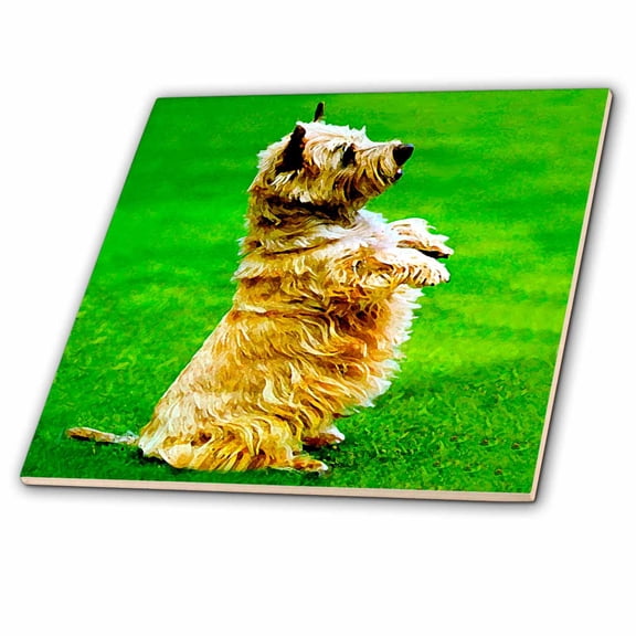 3dRose, Cairn Terrier, 4 Inch Ceramic Tile