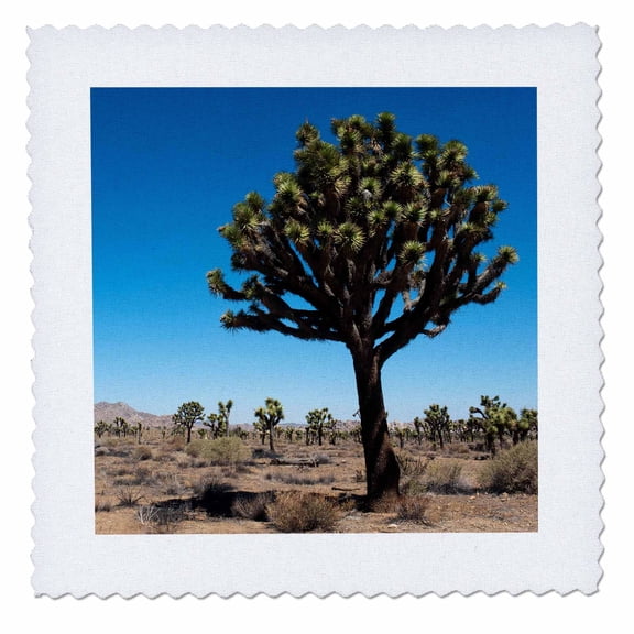 3dRose, California, Joshua Tree NP, Single Joshua, and forest in background, 12x12 inch quilt square