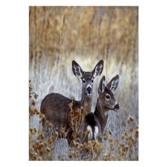 3dRose, California, mule deer wildlife - US05 BJA0206 - Jaynes Gallery, 22x30 Bath Hand Pool Towel