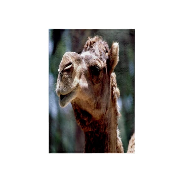 3dRose, Camel Face Cutie, 15x22 Hand Towel