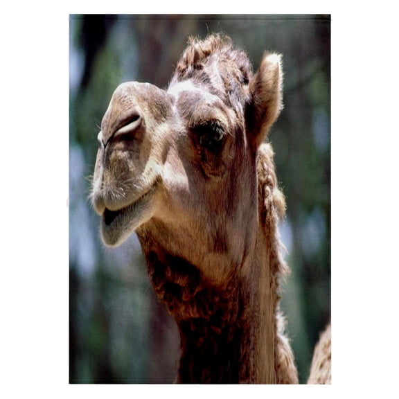 3dRose, Camel Face Cutie, 22x30 Bath Hand Pool Towel