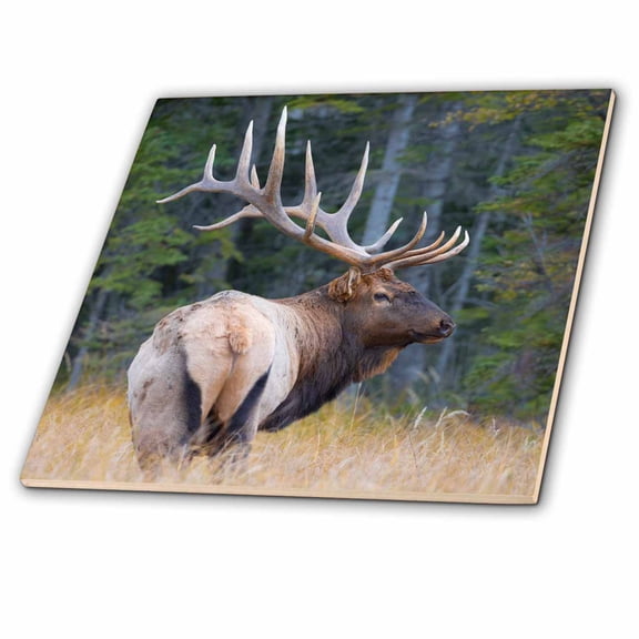 3dRose, Canada, Alberta. Bull Rocky Mountain Elk during fall rut. Jasper NP., 6 Inch Ceramic Tile
