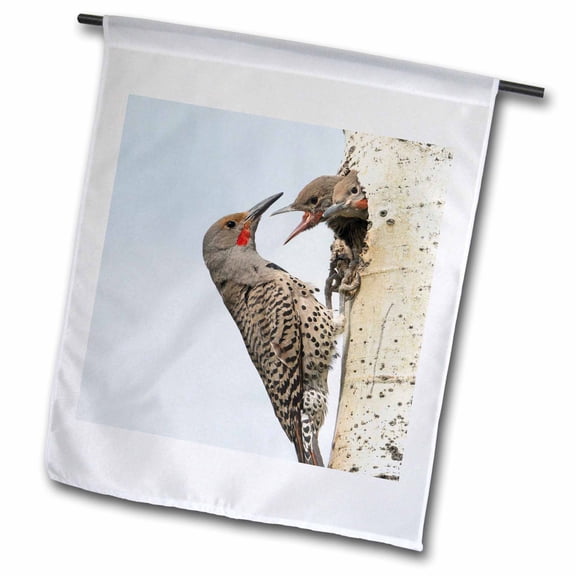 3dRose, Canada, B.C., Adult male Northern Flicker at nest hole with chicks., 12 x 18 inch Garden Flag