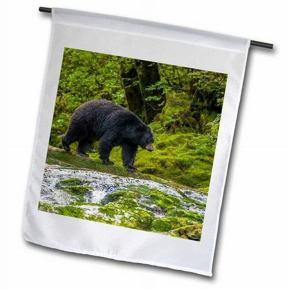 3dRose, Canada, B.C., Inside Passage. Black bear walking along Qua Creek., 12 x 18 inch Garden Flag