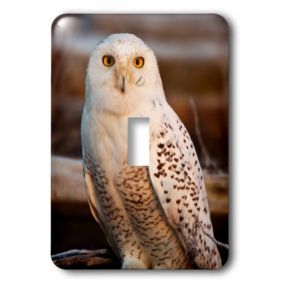 3dRose, Canada, British Columbia, Snowy Owl perched, single toggle switch