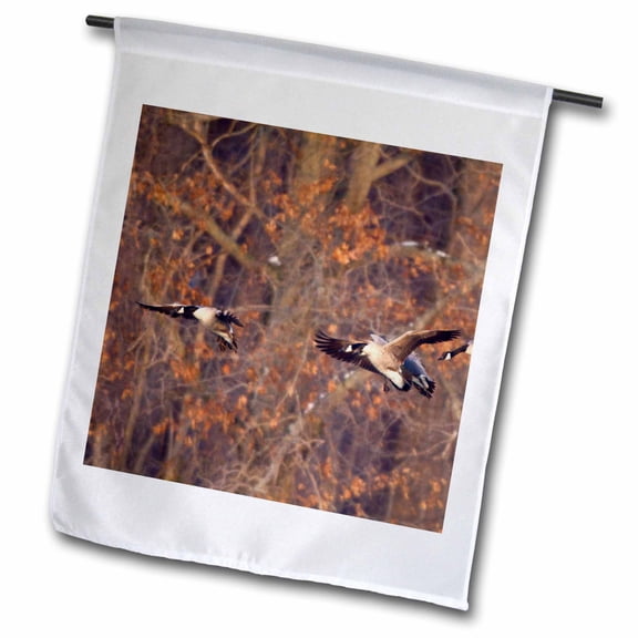 3dRose, Canada Geese landing on frozen lake, Marion, Illinois, USA., 12 x 18 inch Garden Flag