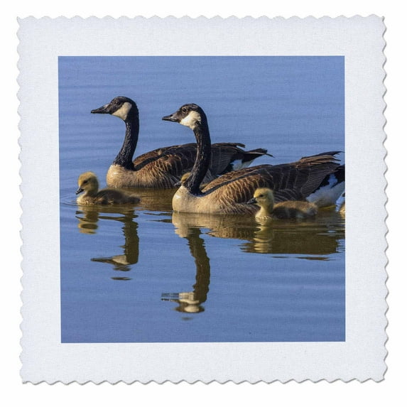 3dRose, Canada Goose birds, San Francisco Bay, California USA - US05 TNO0064 - Tom Norring, 6x6 inch quilt square