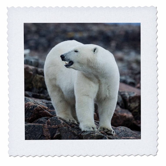 3dRose, Canada, Nunavut, Polar Bear standing by iceberg, 10x10 inch quilt square
