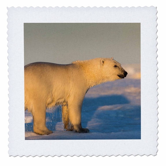 3dRose, Canada, Nunavut Territory, Polar Bear walking on melting ice, 10x10 inch quilt square