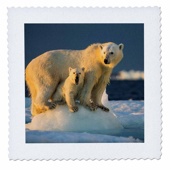 3dRose, Canada, Nunavut Territory, Repulse Bay, Polar Bear Cub beneath mother., 14x14 inch quilt square