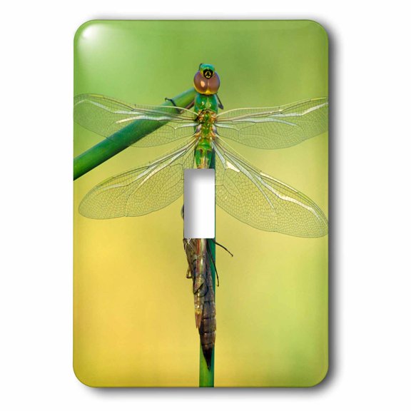 3dRose, Canada, Ontario. Green darner dragonflies on stem., single toggle switch