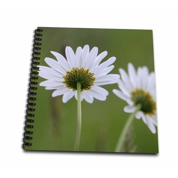 3dRose, Canada, Vancouver Island. Close up of daisies, Drawing Book 8 x 8 inch