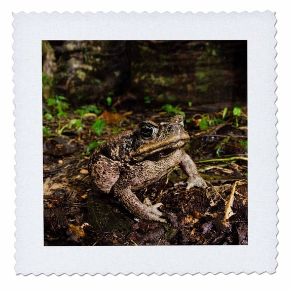 3dRose, Cane Toad, Rhinella marina, Yasuni, Amazon Rainforest, Ecuador., 12x12 inch quilt square