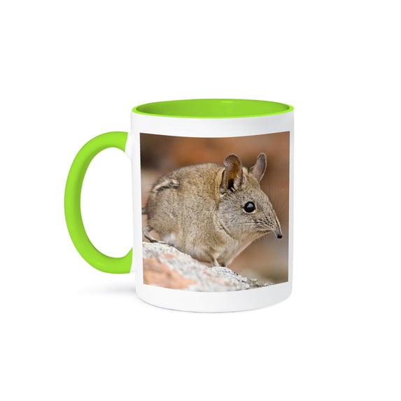 3dRose, Cape Elephant Shrew, Bushmans Kloof, South Africa-AF42 RBE0003 - Ralph H. Bendjebar, 11oz Two-Tone Green Mug