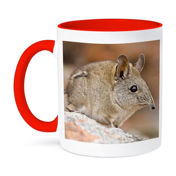 3dRose, Cape Elephant Shrew, Bushmans Kloof, South Africa-AF42 RBE0003 - Ralph H. Bendjebar, 11oz Two-Tone Red Mug