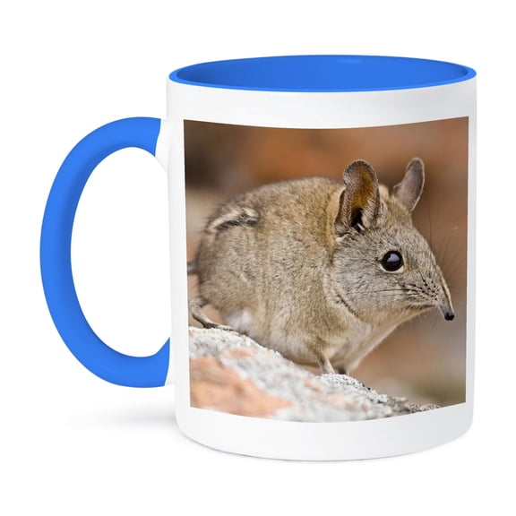 3dRose, Cape Elephant Shrew, Bushmans Kloof, South Africa-AF42 RBE0003 - Ralph H. Bendjebar, 15oz Two-Tone Blue Mug