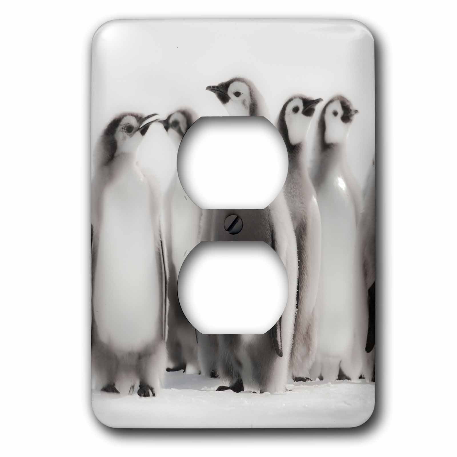 3dRose, Cape Washington, Antarctica. Emperor Penguin Chicks in formation., 2 plug outlet cover