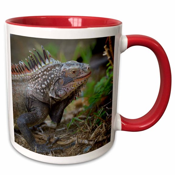 3drose, Caribbean, Bvi, Peter Island. Green Iguana., 11oz Two-tone Red Mug