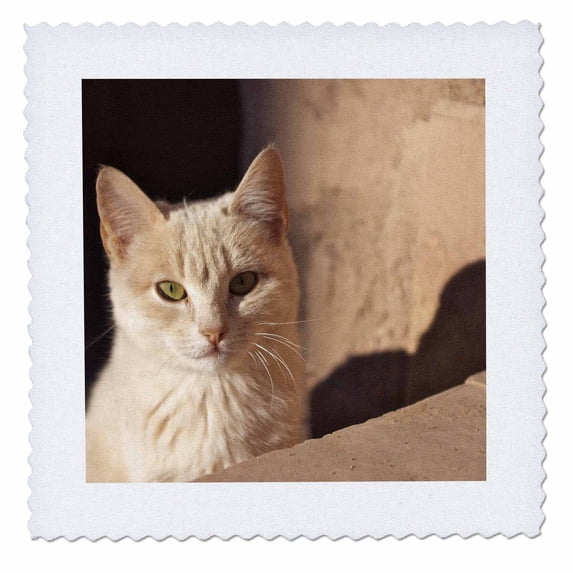 3dRose, Cat inside kasbah de Taourirt. same clay color.-AF29 MME0055 - Michele Molinari, 12x12 inch quilt square