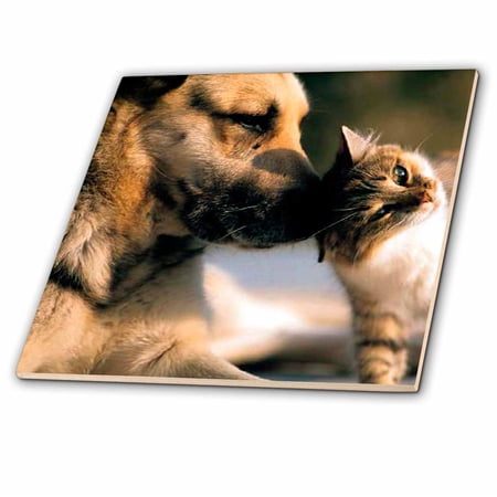 3dRose, Cats and Dogs, 6 Inch Ceramic Tile