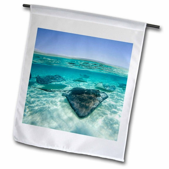 3dRose, Cayman Islands, Southern Stingray in Caribbean Sea-CA42 PSO0044 - Paul Souders, 12 x 18 inch Garden Flag