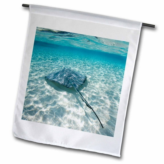 3dRose, Cayman Islands, Southern Stingray in Caribbean Sea-CA42 PSO0046 - Paul Souders, 12 x 18 inch Garden Flag
