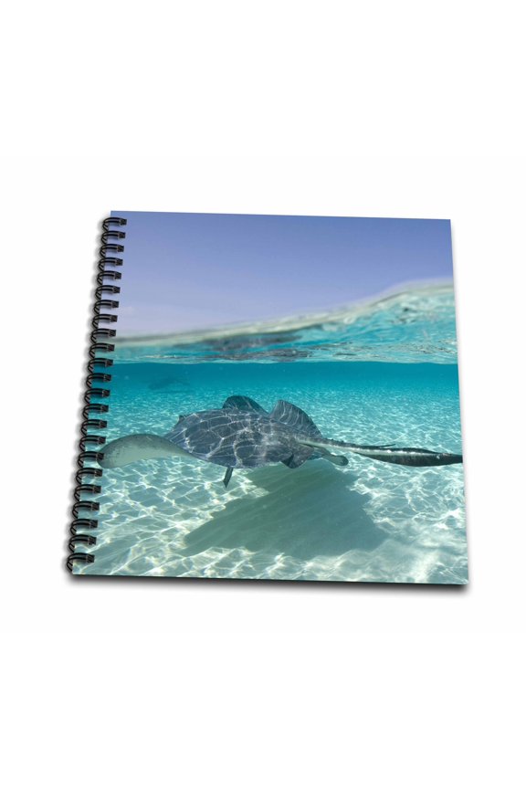 , Cayman Islands, Southern Stingray in Caribbean Sea-CA42 PSO0047 - Paul Souders, Drawing Book 8 x 8 inch