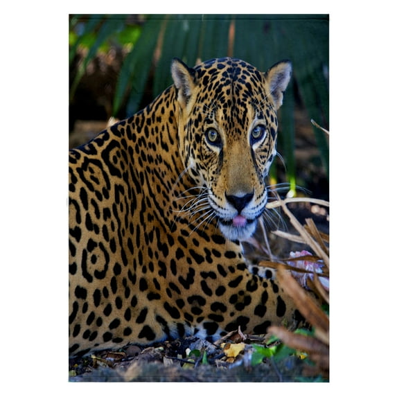 3dRose, Central America Jaguar, Costa Rica - SA22 AMR0015 - Andres Morya Hinojosa, 22x30 Bath Hand Pool Towel