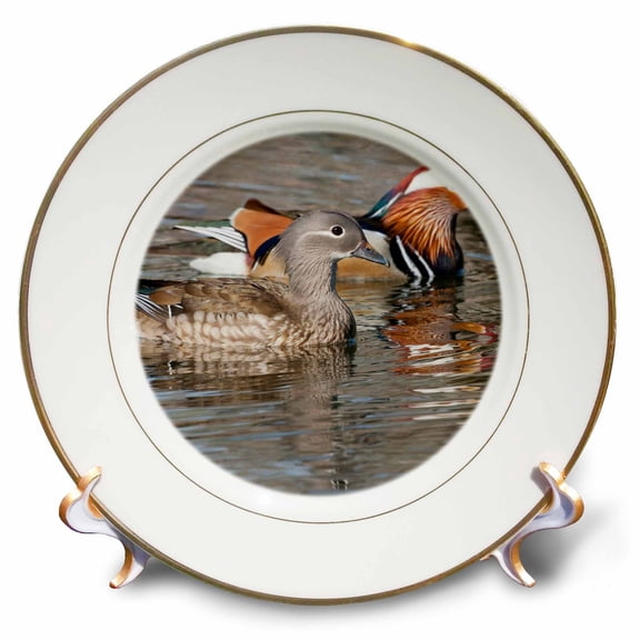 3dRose, China, Beijing, Mating Mandarin ducks on lake - AS07 AGA0017 - Alice Garland, 8 inch Porcelain Plate