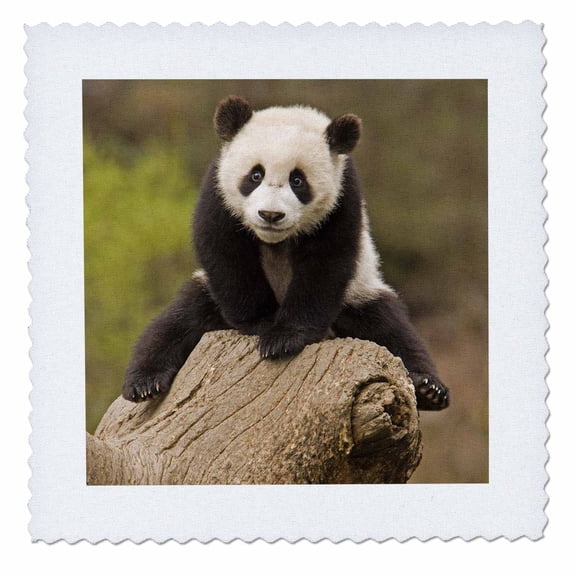3dRose, China, Wolong Panda Reserve, Baby Panda bear on stump-AS07 AGA0001 - Alice Garland, 8x8 inch quilt square
