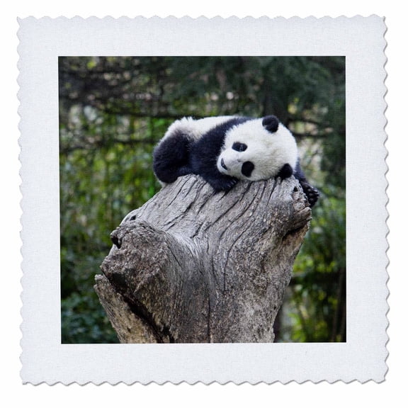 3dRose, China, Wolong Reserve, Baby panda bear on stump - AS07 AGA0010 - Alice Garland, 12x12 inch quilt square