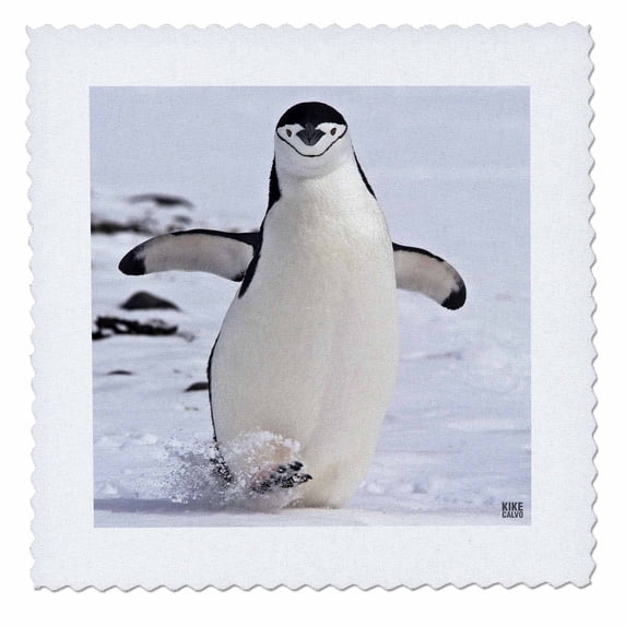 3dRose, Chinstrap Penguin walks in Aitcho Islands, 10x10 inch quilt square
