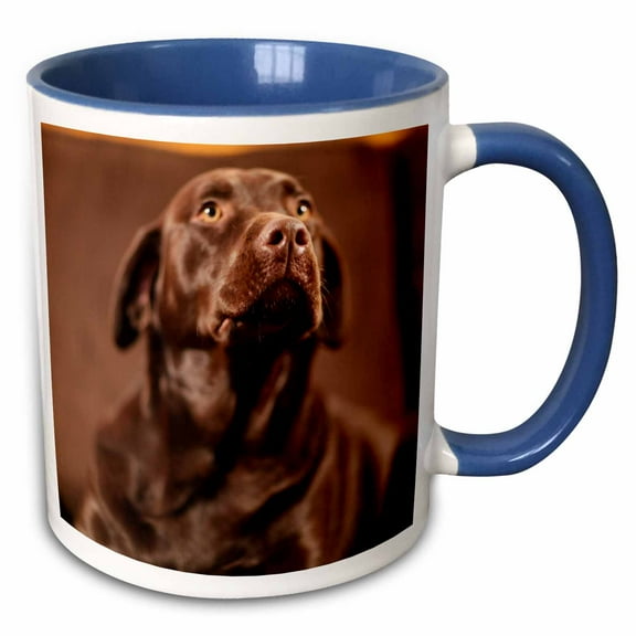 3drose, Chocolate Lab Pet Dog Labrador Retriever Photo, 15oz Two-tone Blue Mug