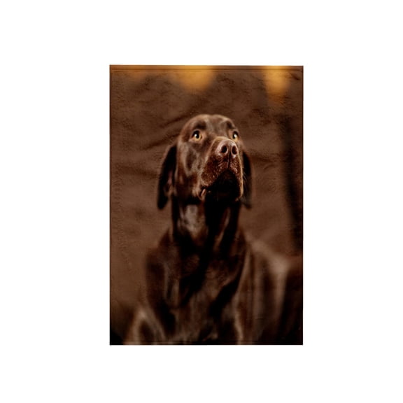 3dRose, Chocolate Lab Pet Dog Labrador Retriever Photo, 22x30 Bath Hand Pool Towel