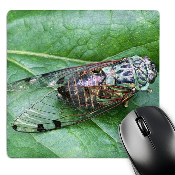 3dRose, Cicada, bug, member of family cicadidae, insect - NA01 CSL0002 - Charles Sleicher, MousePad